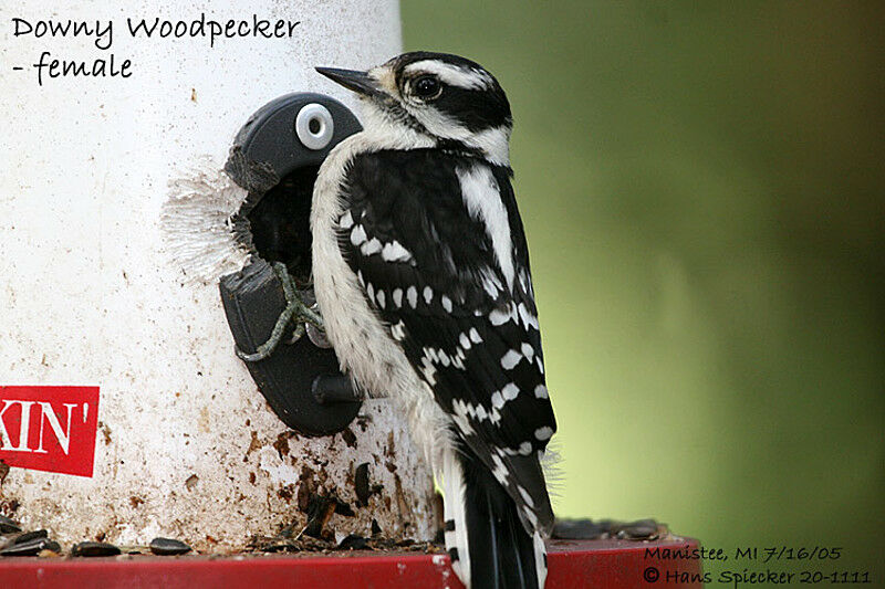 Downy Woodpecker