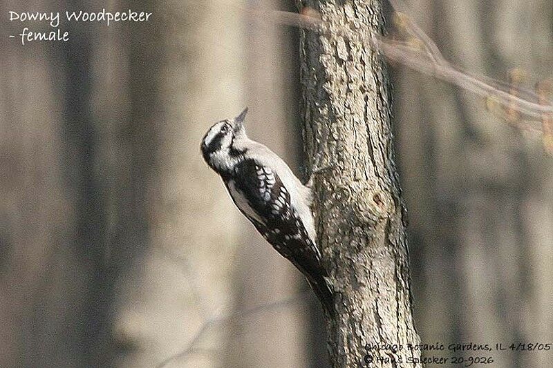 Downy Woodpecker