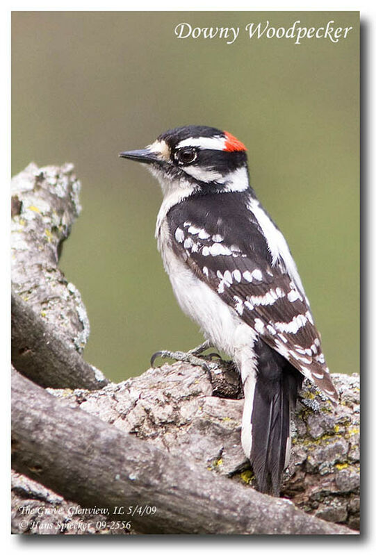 Downy Woodpecker male adult, identification