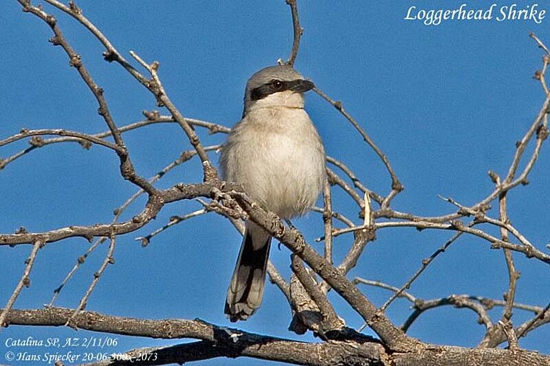 Loggerhead Shrike