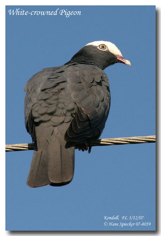 White-crowned Pigeon male adult