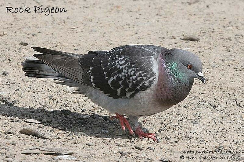 Pigeon biset