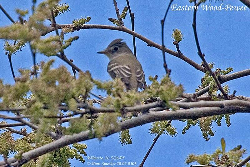 Eastern Wood Pewee