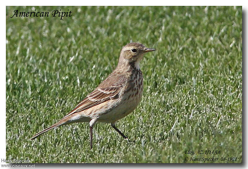 Pipit farlousaneadulte internuptial, identification