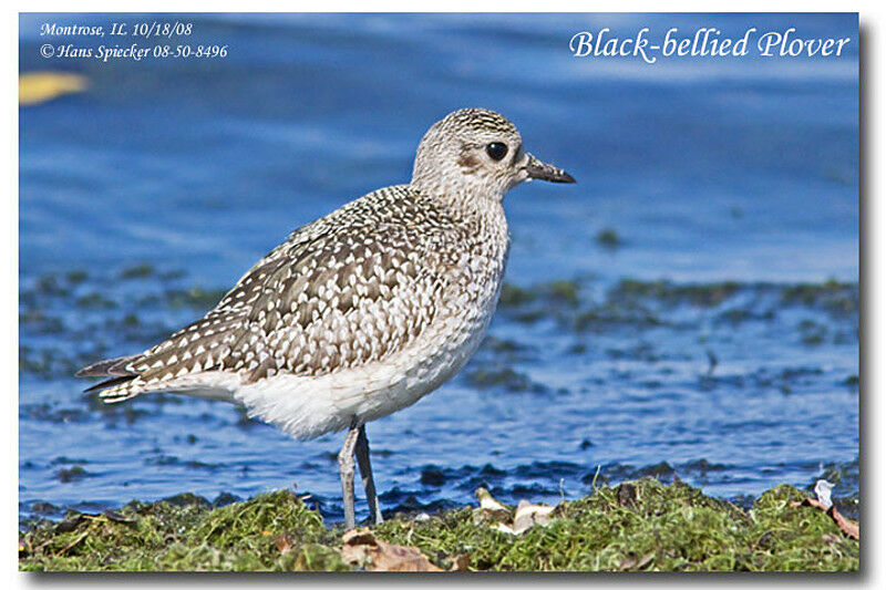 Grey Ploveradult post breeding