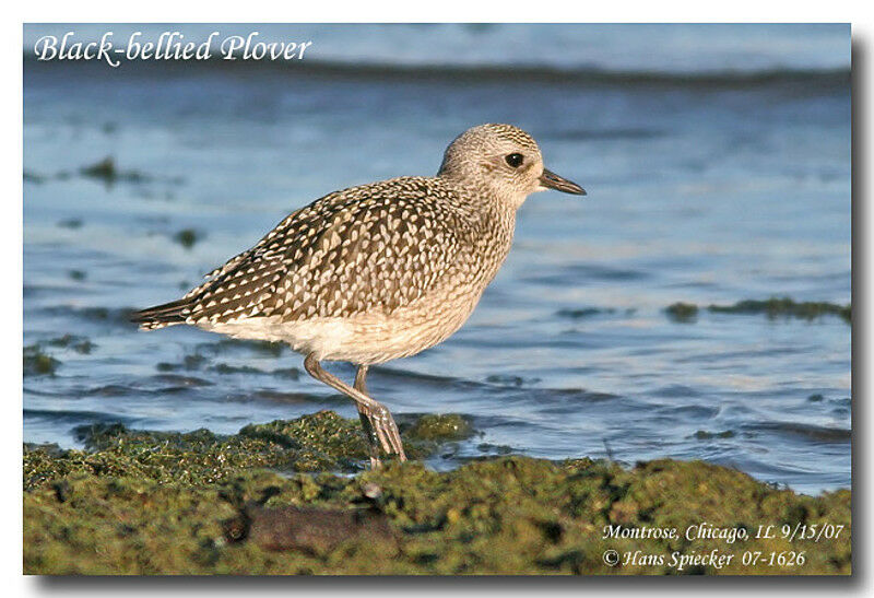 Grey Ploveradult post breeding