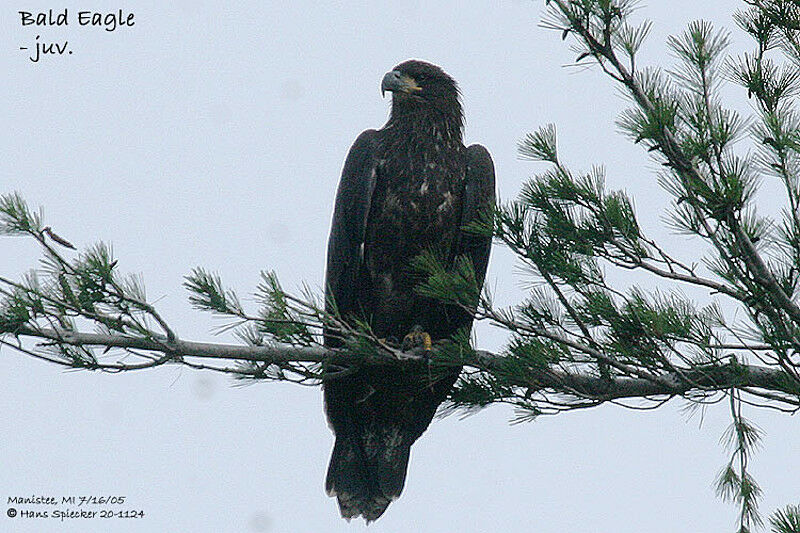 Bald Eagle