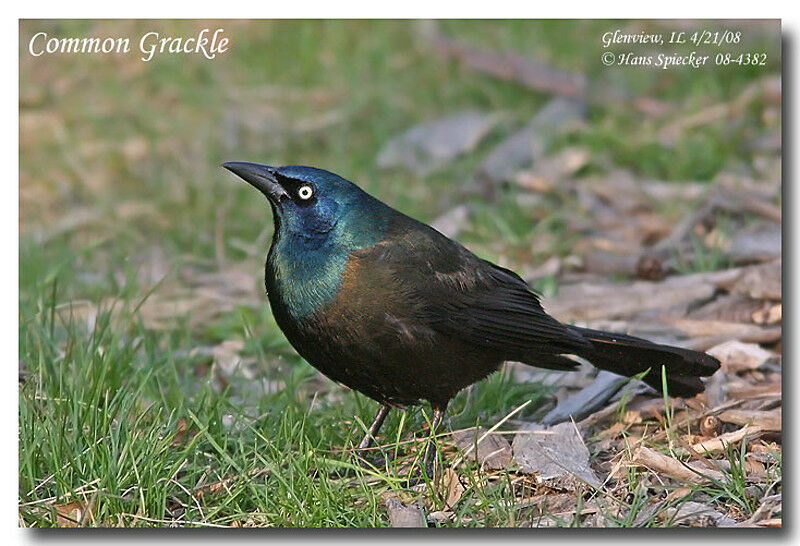 Common Grackle male adult