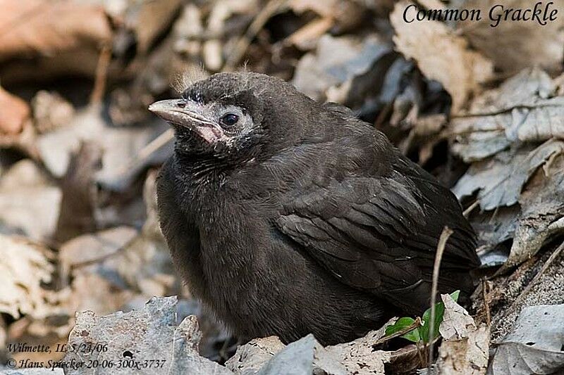 Common Gracklejuvenile