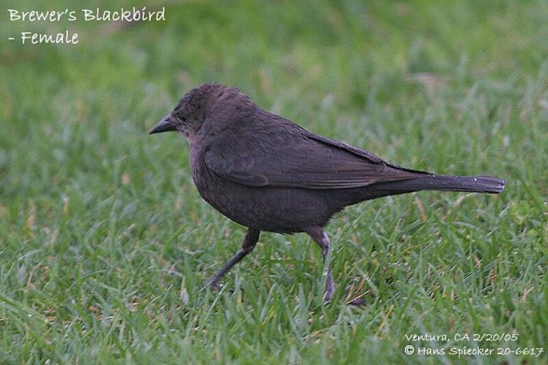 Brewer's Blackbird