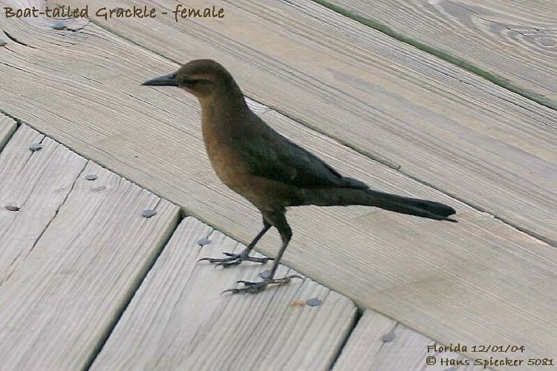 Boat-tailed Grackle