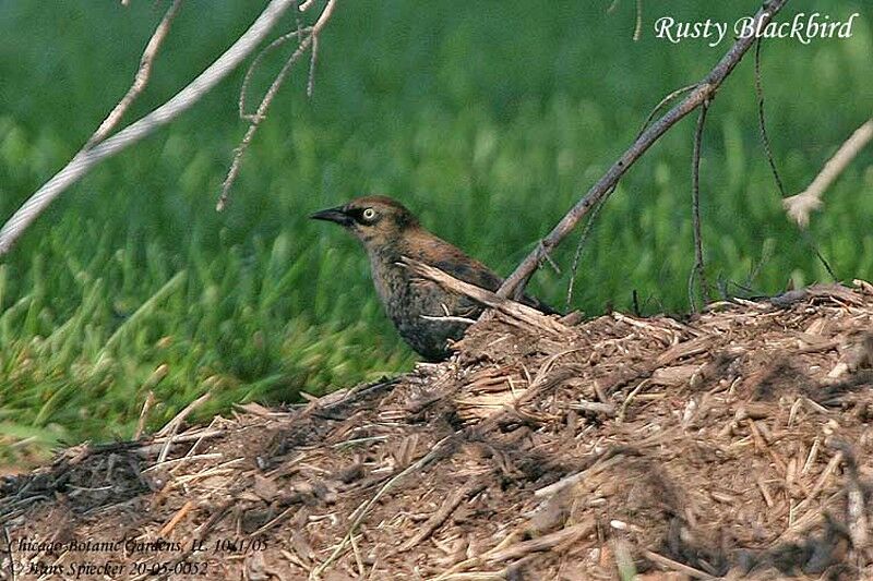 Rusty Blackbird