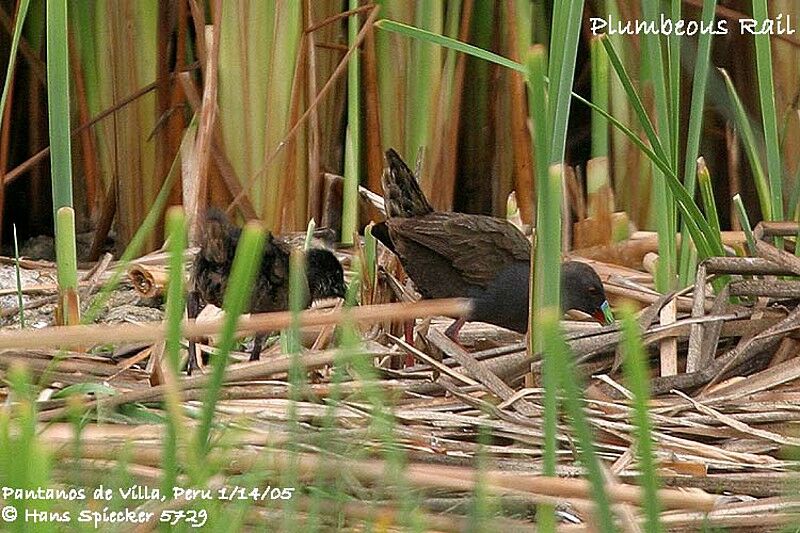 Plumbeous Rail