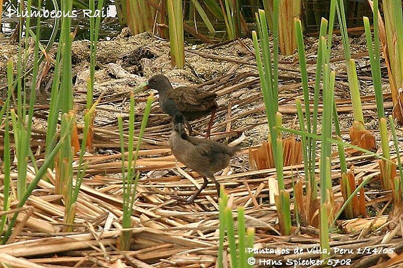 Plumbeous Rail