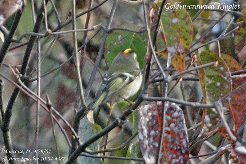 Golden-crowned Kinglet