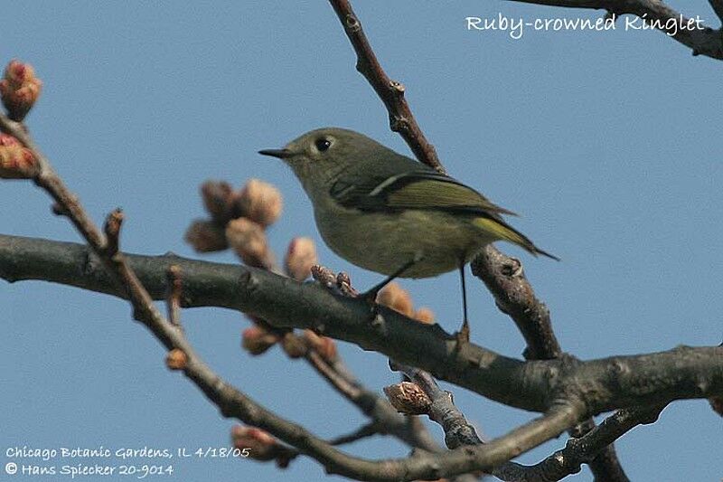 Ruby-crowned Kinglet