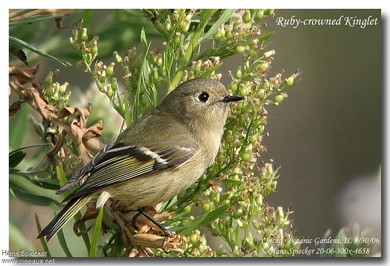 Roitelet à couronne rubis femelle adulte, identification