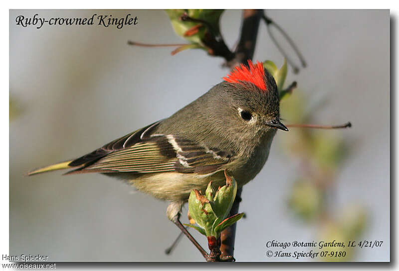 Ruby-crowned Kinglet male adult, close-up portrait, pigmentation