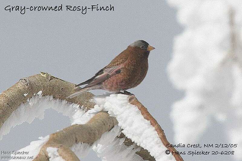 Grey-crowned Rosy Finch