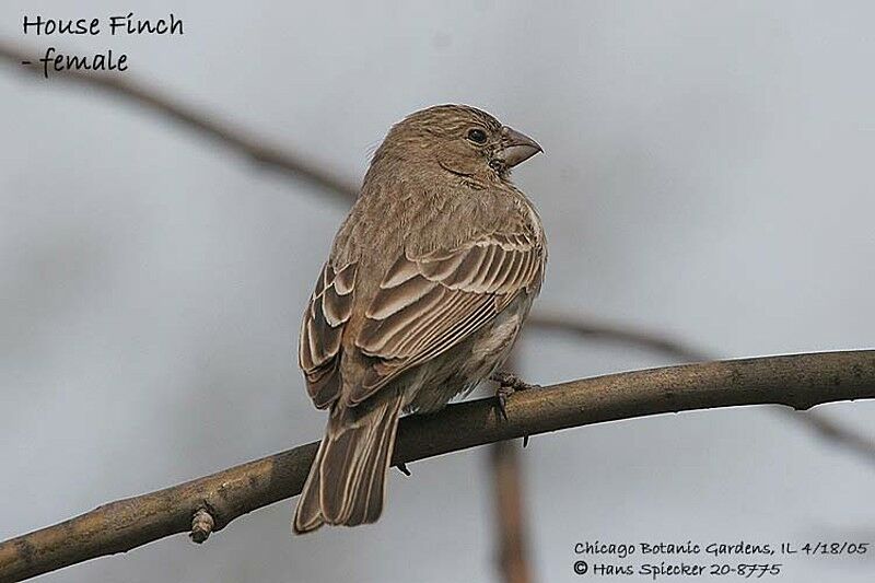 House Finch