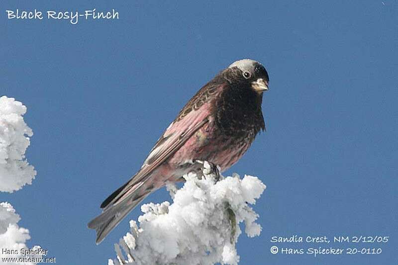 Black Rosy Finch