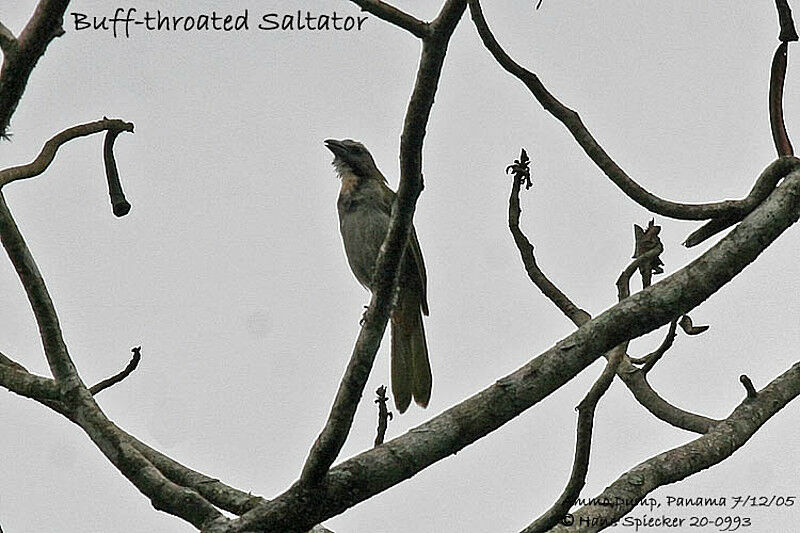 Saltator des grands-bois