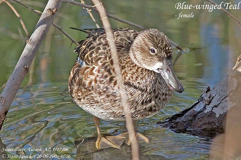 Blue-winged Teal