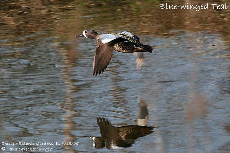 Blue-winged Teal