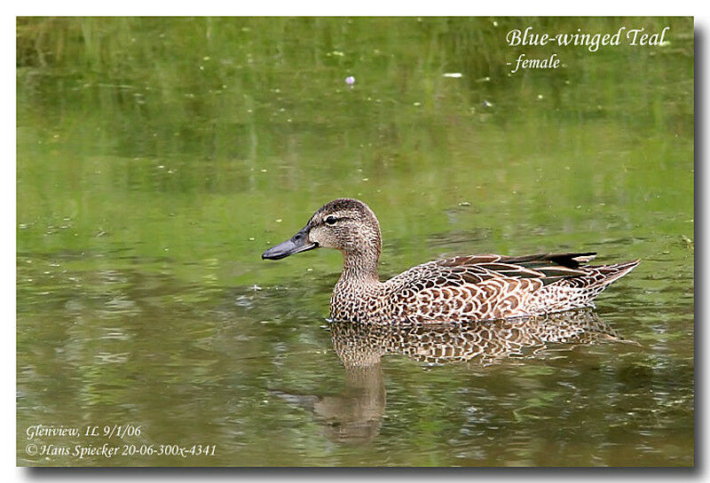 Blue-winged Teal female adult