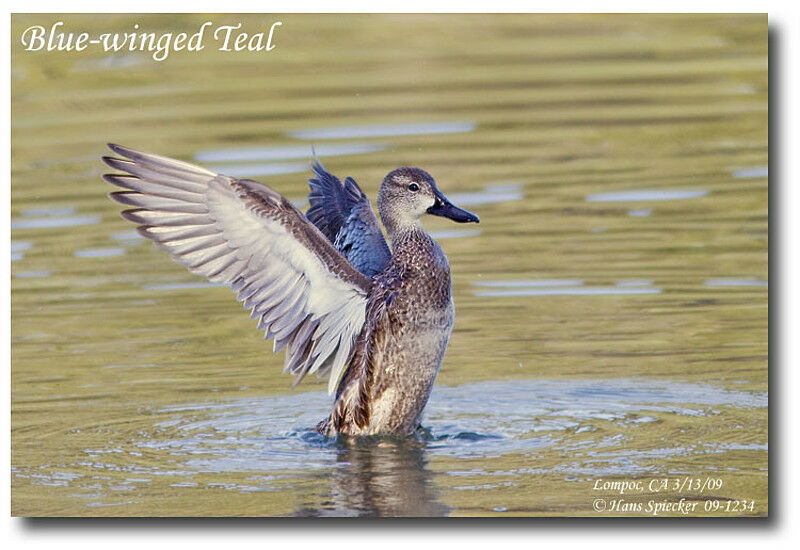 Blue-winged Teal female adult, identification