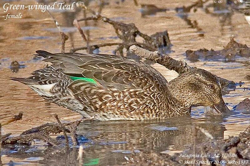 Green-winged Teal