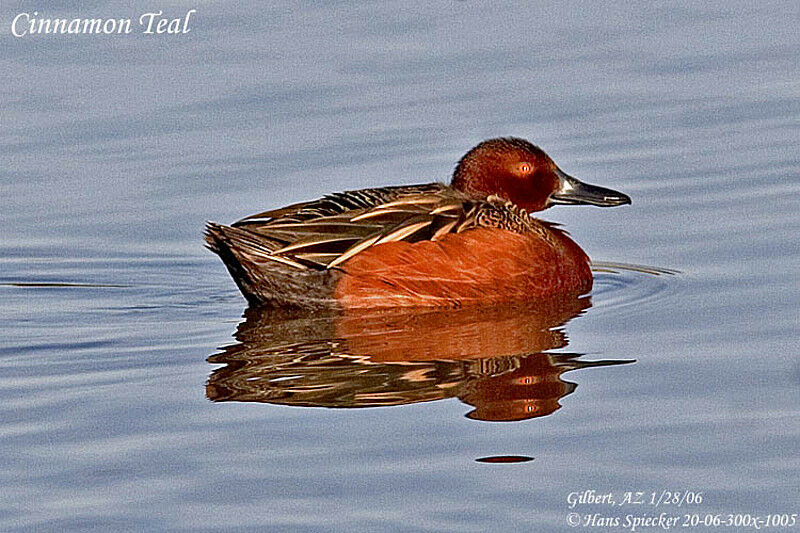 Cinnamon Teal