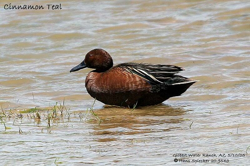 Cinnamon Teal