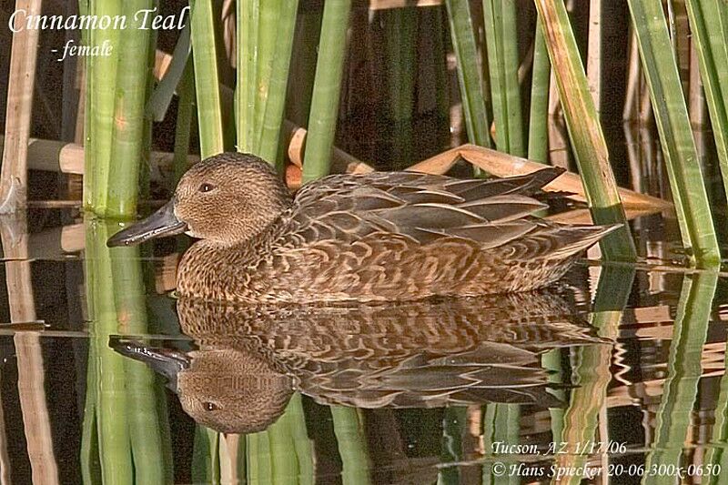 Cinnamon Teal