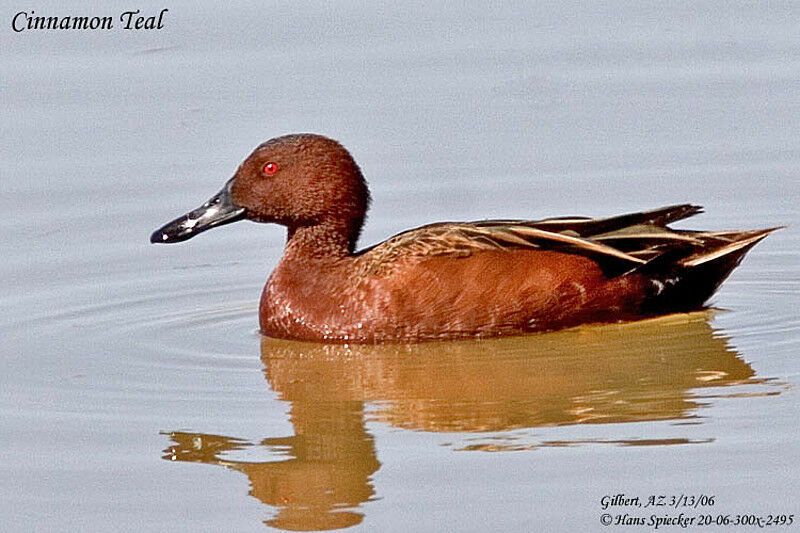 Cinnamon Teal