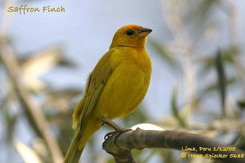 Saffron Finch