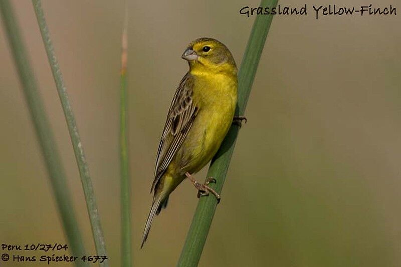 Grassland Yellow Finch