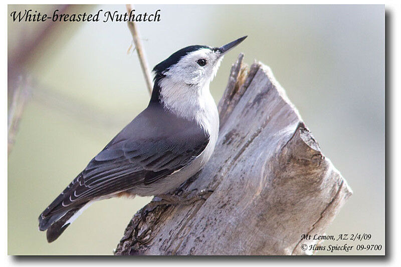 White-breasted Nuthatchadult