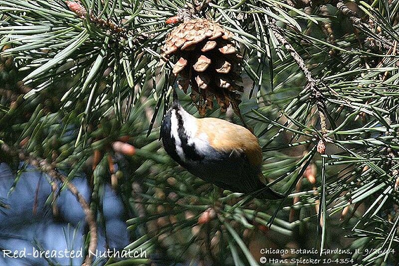 Red-breasted Nuthatch