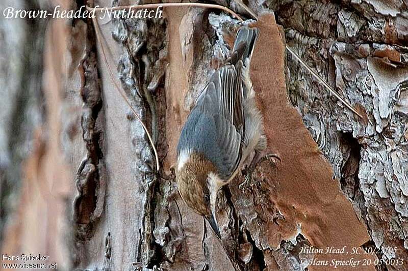 Brown-headed Nuthatchadult