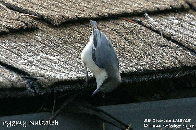 Pygmy Nuthatch