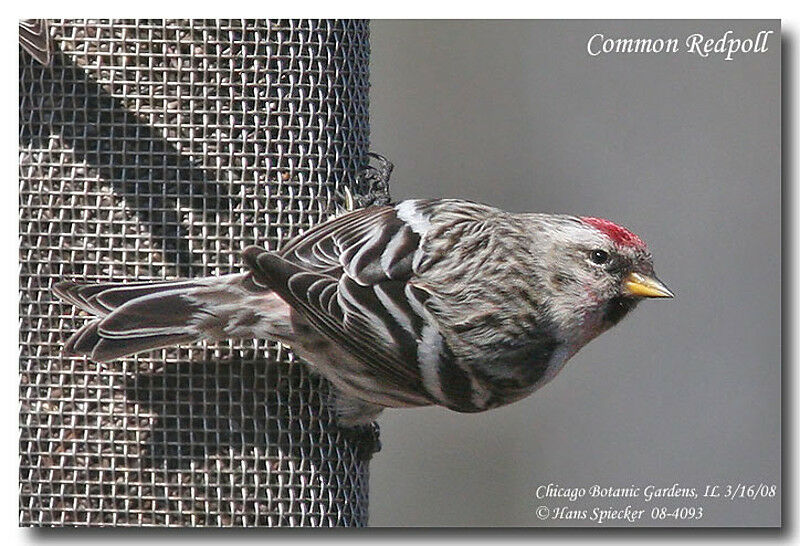 Common Redpolladult