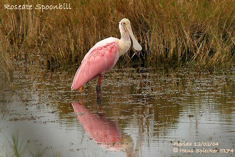 Roseate Spoonbill