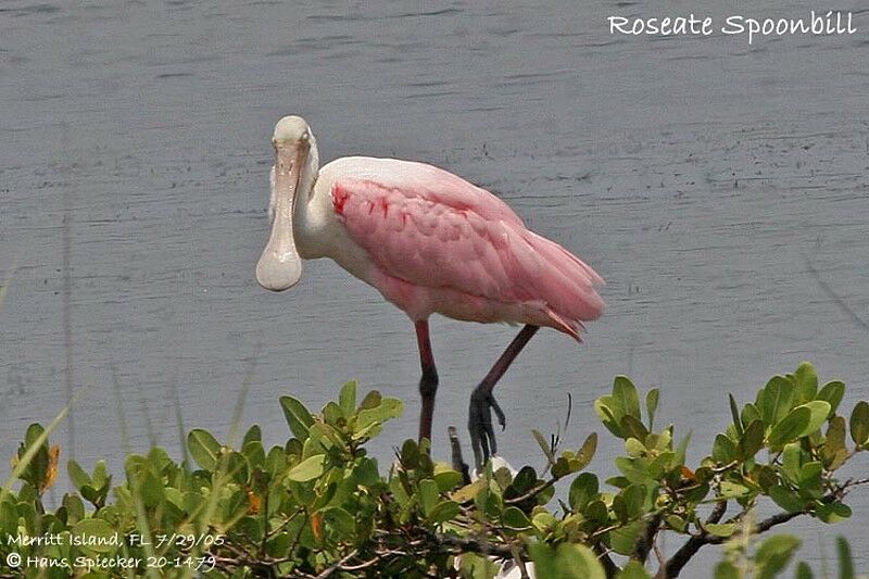 Roseate Spoonbill