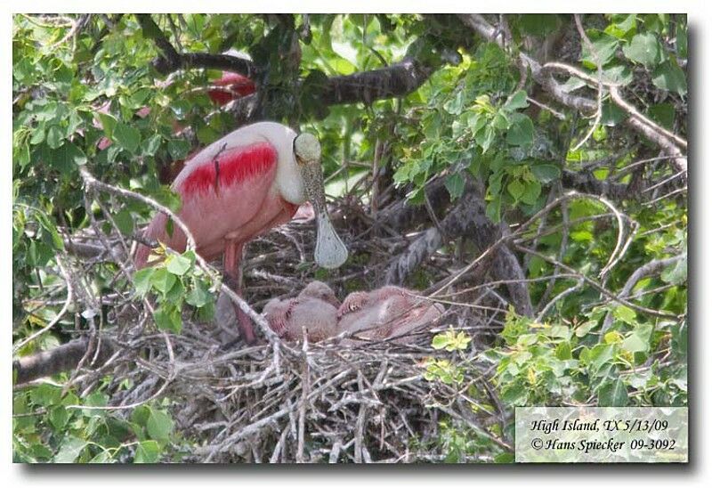 Roseate Spoonbill, Reproduction-nesting