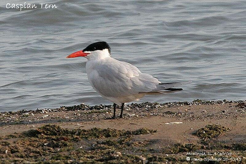 Caspian Tern