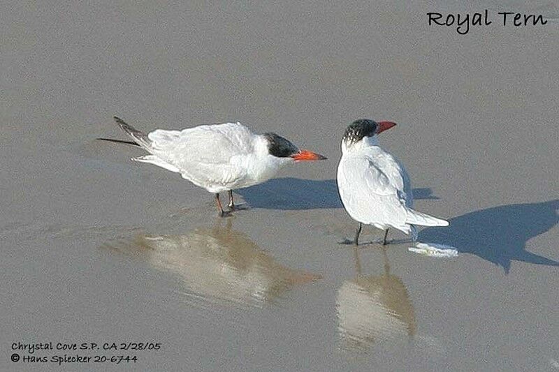 Caspian Tern