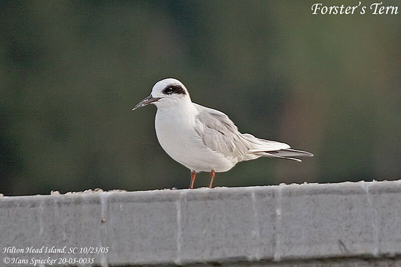 Forster's Tern