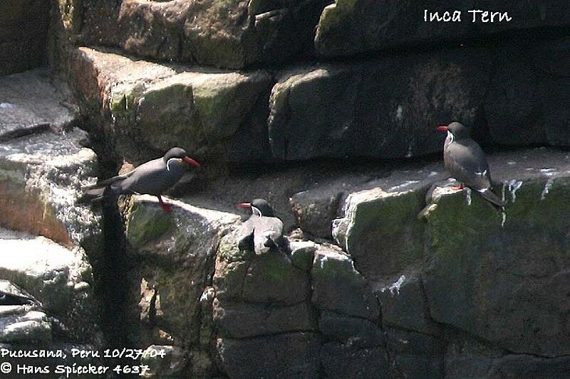 Inca Tern