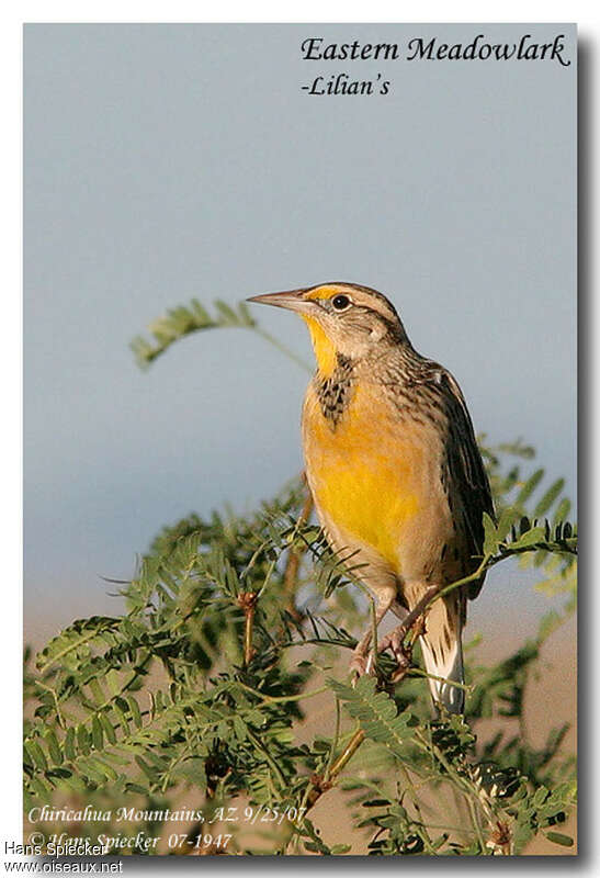 Eastern MeadowlarkFirst year, identification